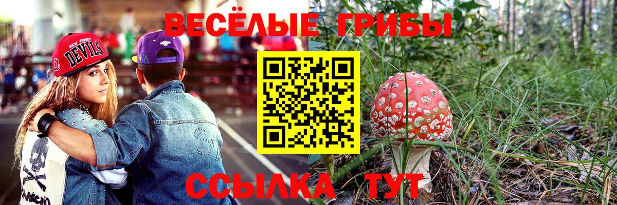 Псилоцибиновые грибы мицелий Минеральные Воды